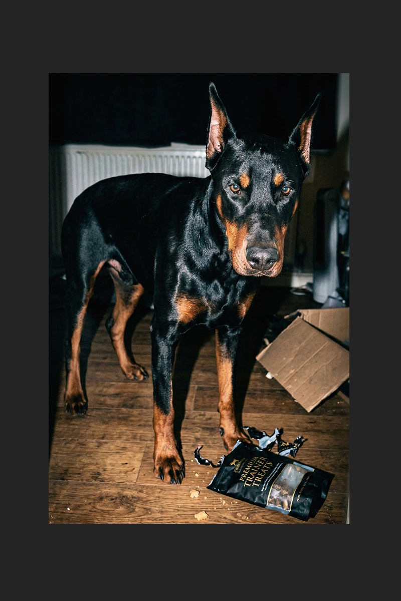 CASE 01 元写真 犬（ドーベルマン） — WANTEDポスター制作前