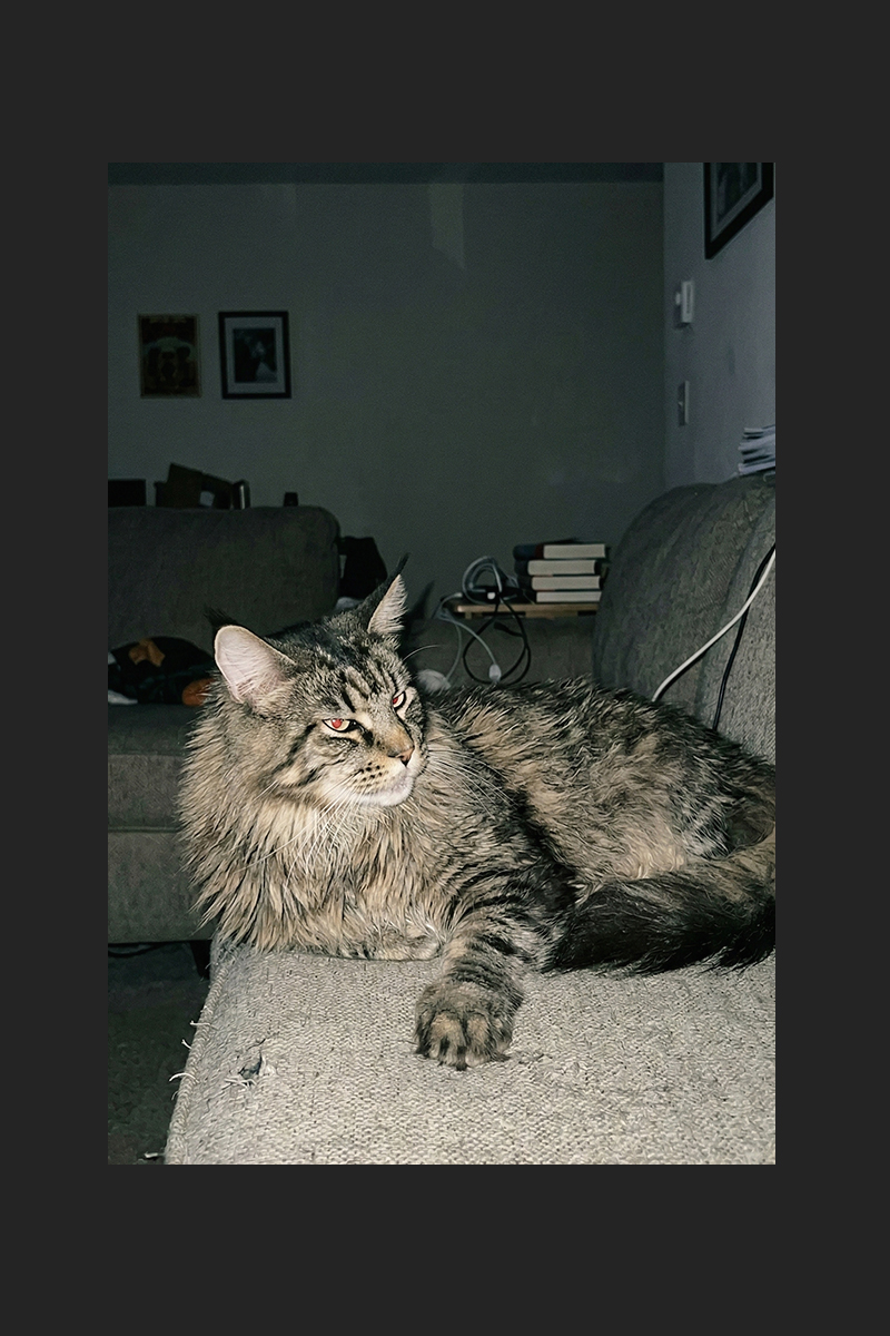 CASE 02 元写真 猫（メインクーン） — WANTEDポスター制作前